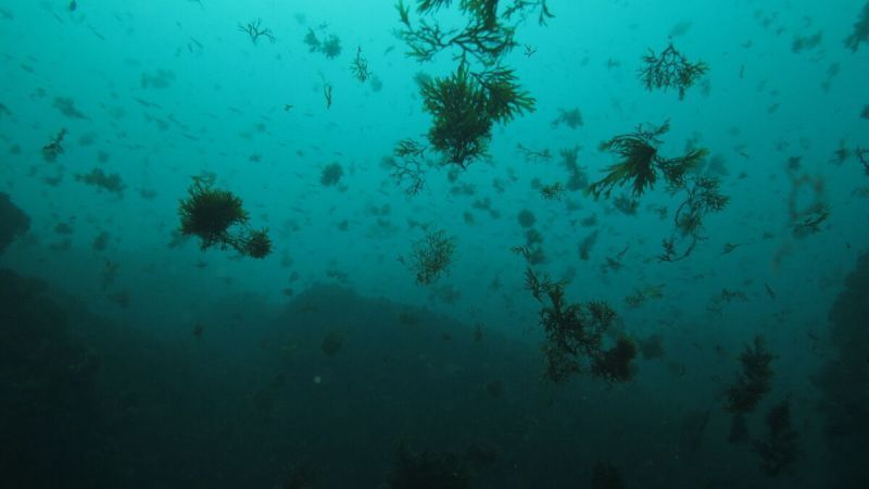 Una jornada alerta sobre el control del alga exótica invasora